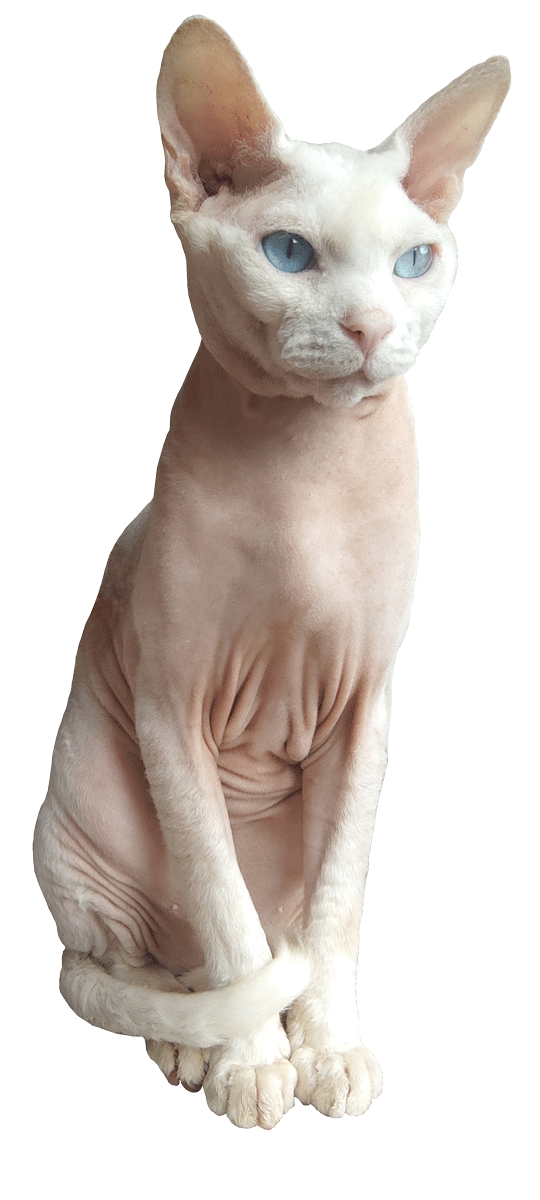 Gatto
